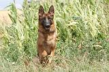 BERGER ALLEMAND 234